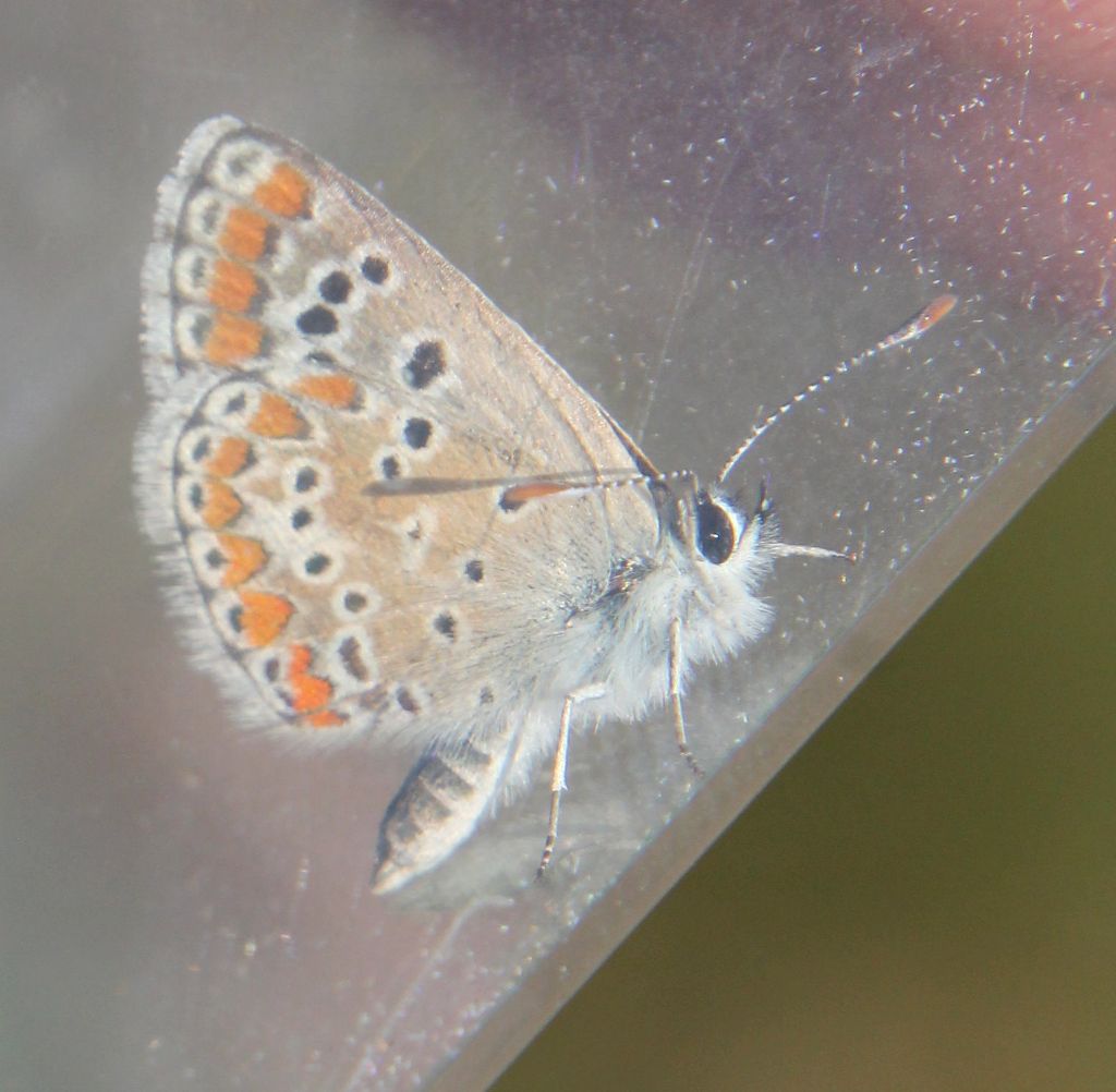 Aricia agestis?  S